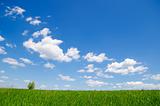 blue sky with clouds and green grass