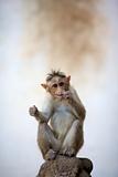Funny baby monkey