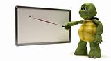 Tortoise with blank white board