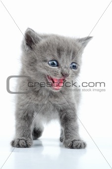 fuuny gray kitten