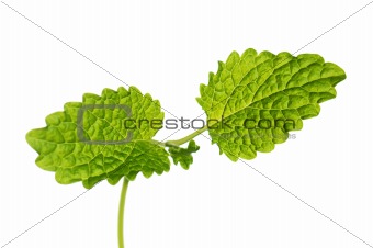 Fresh green mint isolated on white 