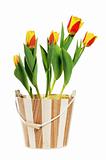 It is red yellow tulips in a bucket, it is isolated on white
