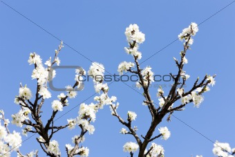 detail of blossom tree