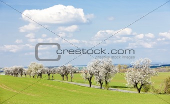 spring landscape with a road, Czech Republic