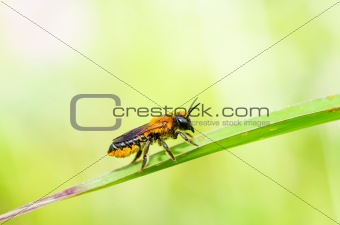 leaf-cutting bee in macro green nature