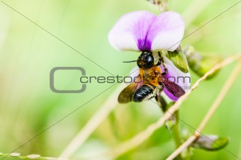 leaf-cutting bee in macro green nature