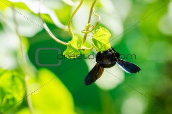 Carpenter bee macro in the nature