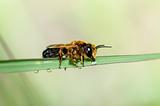 leaf-cutting bees or Megachilidae macro