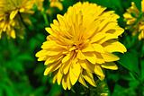 Yellow chrysanthemum growing in the garden against a background of green plants