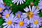 The bee among the purple asters on a green background