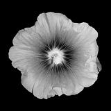 black and white flower mallow. 