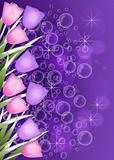 Deep purple Tulip border