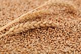 dry wheat