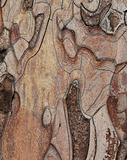 Wooden texture. Macro photo of pine tree