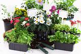 Decorative flowers and vegetable ready for planting