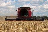 Combine harvester working on a wheat field 