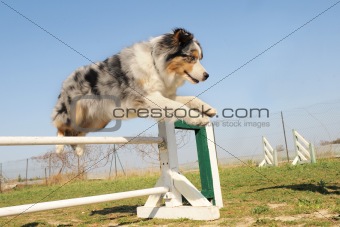 jumping australian shepherd