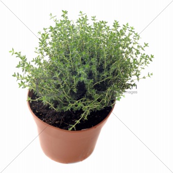 thyme in pot isolated