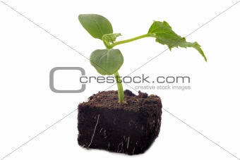 cucumber seedling