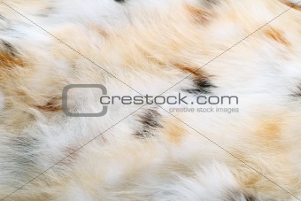 Fox fur