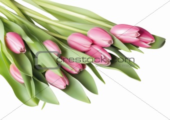 Pink tulip 