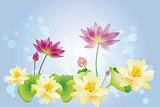 Lotus water lilies