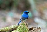male hainan blue flycatcher