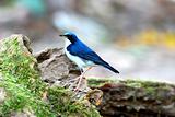 male siberian blue robin