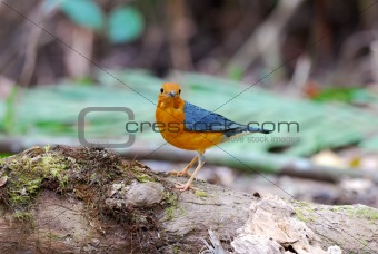 male orange headed thrush
