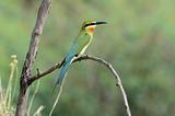 blue-tail bee-eater