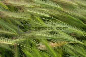 Hare Barley Background