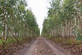 Eucalyptus Plantation