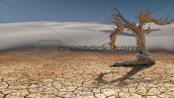 Dead Tree in Desert