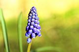 Blue flowering Grape Hyacinth close up