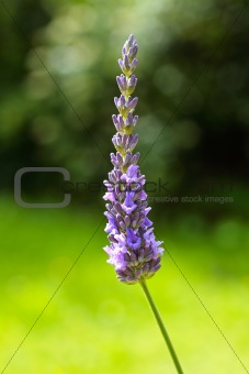 Lavender flowers close up 