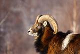 mouflon ram hunting