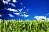 Green grass against cloudy sky 