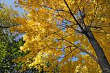 Maple tree in autumn colors