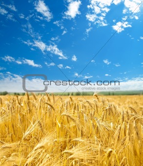 field of wheat under cloudy sky