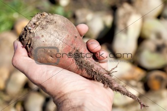 red beet in hand over field