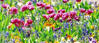 Beautiful spring flowers 