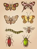 Vintage insects