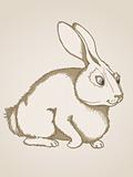 hand drawn  rabbit