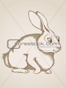 hand drawn  rabbit