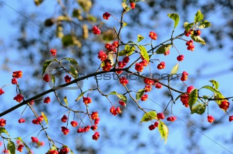Fruitful euonymus branch on sky background