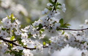 Spring flowers of cherry tree