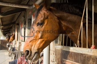 horses in their stalls
