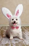 Puppy dog wearing bunny rabbit ears costume