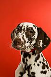 dalmatian dog isolated on a red background