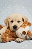 Golden Retriever puppy isolated on a blue background with a teddy bear 